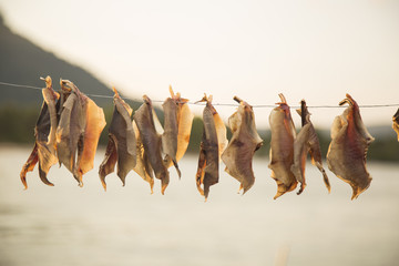 Dried fish hanging on a sunny day