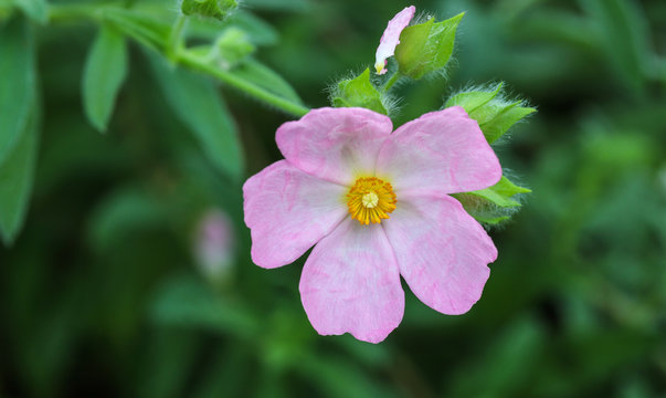 Cistus skanbergii