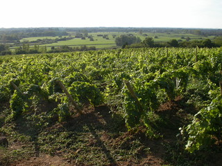 Vines on hillsides. Vignes sur coteaux. Vignoble nantais. France
