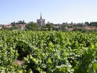 Fototapeta na wymiar Vigne devant village viticole en Loire-Atlantique