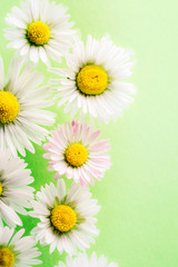margherite su fondo verde