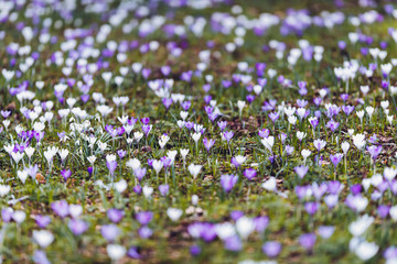 Obraz premium Meadow in park filled with crocuses.