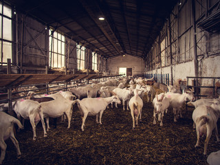Herd of goats in the farm