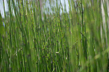 Obraz premium Plants in spring
