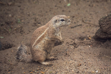 Ground Squirrel