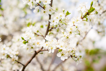 blossom cherry tree