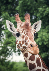 Thinking giraffe head portrait