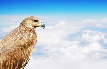 Eagle bird in profile over white clouds in sunny day