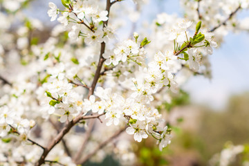 blossom cherry tree