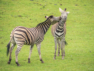 Fototapeta na wymiar Fighting couple of zebras on the grass