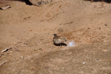 Spatz beim Nestbau