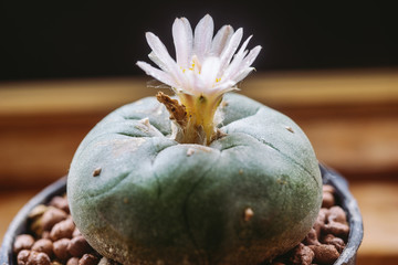Lophophora williamsii