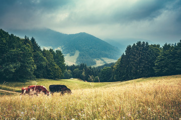 Dreamy mountain landscape. Trees covered in fog and cows grazing in fields. Germany, Black forest. Travel background.