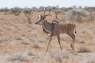 Großer Kudu
