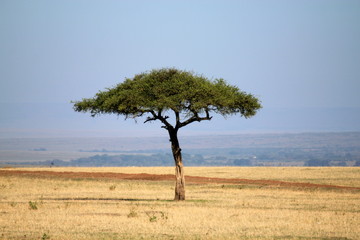 Acacia dans la savane
