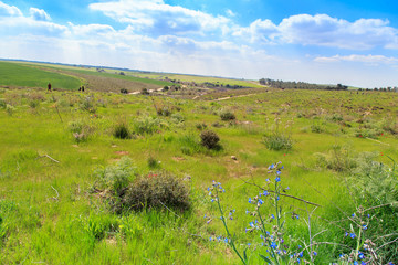Spring in the south of Israel. Field with flowering anemones