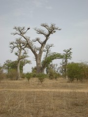 Baobab