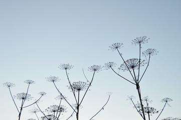 Plant of the umbrellaed family against the sky. Ornamental plant