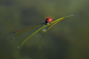 Ladybug on a leaf on the water