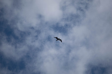 Sea Gull in Flight