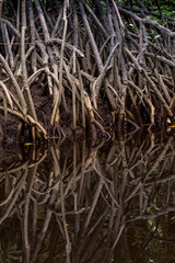 Close up tangle of Mangrove tree roots and branches growing in to a calm mangrove river with detailed reflection.