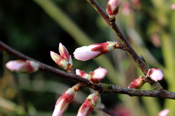 Der Mandelbaum blüht auf