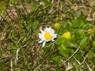 A daisy flower on the grass