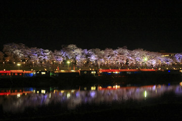 白石川堤一目千本桜 Shiroishi River Hitome Senbonsakura in Miyagi Japan