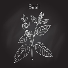 Basil culinary herb