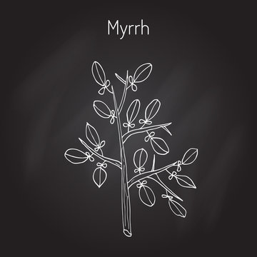 Myrrh aromatic plant