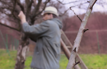 Gardener Working with Trees