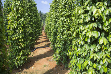Fototapeta na wymiar Pepper tree garden in the sunlight on Phu Quoc island, Vietnam