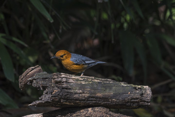 Bird (Orange-headed thrush) on a timber