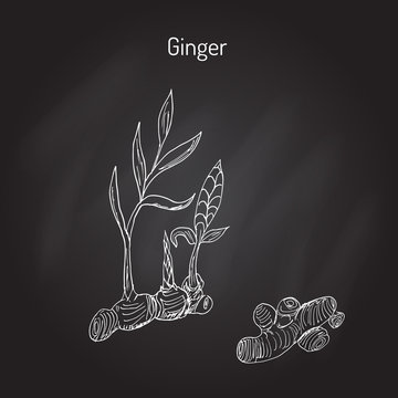 Hand drawn ginger plant