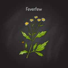 Feverfew - medicinal plant