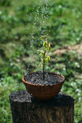 Watering the plant