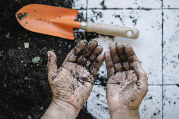 Senior man hands transplanting plant.