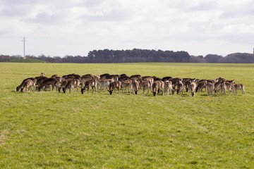 Deer in Phoenix Park - Dublin