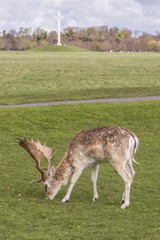 Naklejka na ściany i meble Deer in Phoenix Park - Dublin