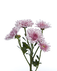Fototapeta premium purple chrysanthemum flower