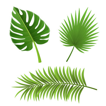 Different type of palm tree leaf set, isolated on white. For exotic and summer frame, background or design.