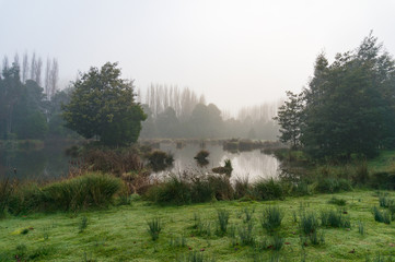 Mysterious landscape of marsh in fog