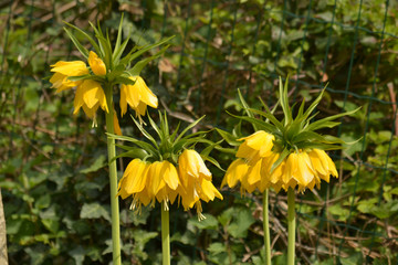 Gelbe Kaiserkrone - Fritallaria imperialis