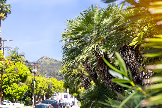 Street in the city of Los Angeles, palms and sunlight, blue sky