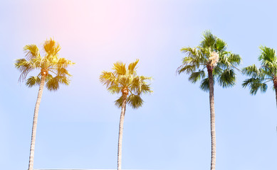 Several palms against the blue sky and lit by the sun in the city of Los Angeles.