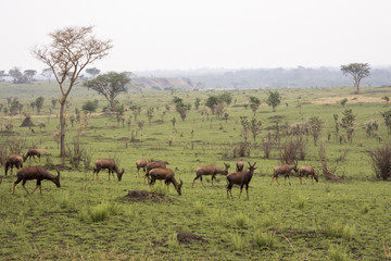 Fototapeta na wymiar Field of grazing Topi, Ishasha, Queen Elizabeth National Park, Uganda