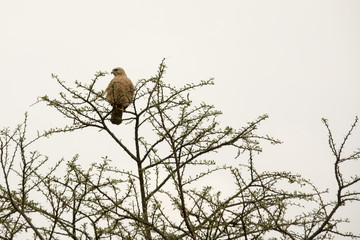 Black kite in tree, Uganda