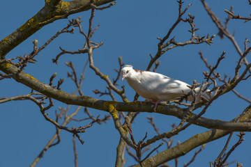 Weisse Taube im kahlen Baum