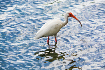 American White Ibis (Eudocimus albus) feeding in the water