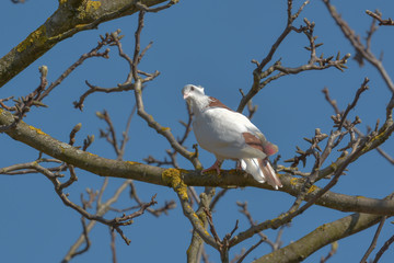 Weisse Taube im kahlen Baum